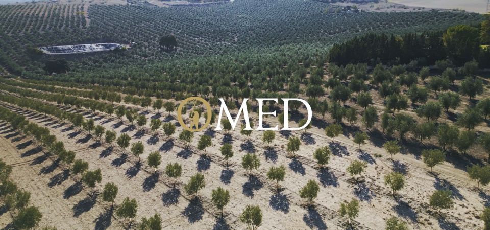 Granada in Evoo: Become a Real Olive Harvester for a Day - Overview of the Experience