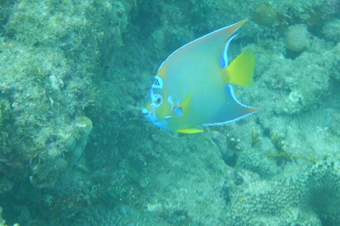 Guided Shore Diving Tour - Overview of the Tour