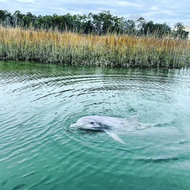 Hilton Head Island: Dolphin Cruise & Nature Tour Tour Overview