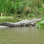 Honey Island Swamp Boat Tour Overview Of The Boat Tour