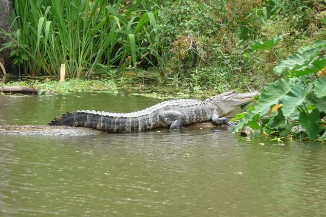 Honey Island Swamp Boat Tour - Overview of the Boat Tour