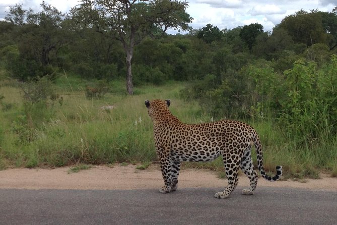 Kruger Park Safari: Guided Day Tour From Nelspruit - Tour Overview