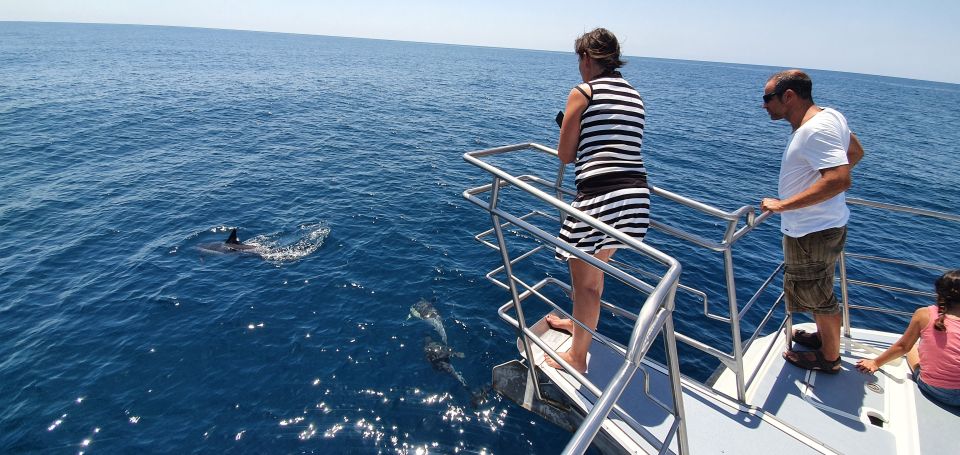 Lagos: Dolphin Watching Catamaran Cruise - Overview and Pricing