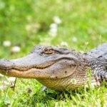 Large Airboat Ride With Transportation From New Orleans Tour Overview