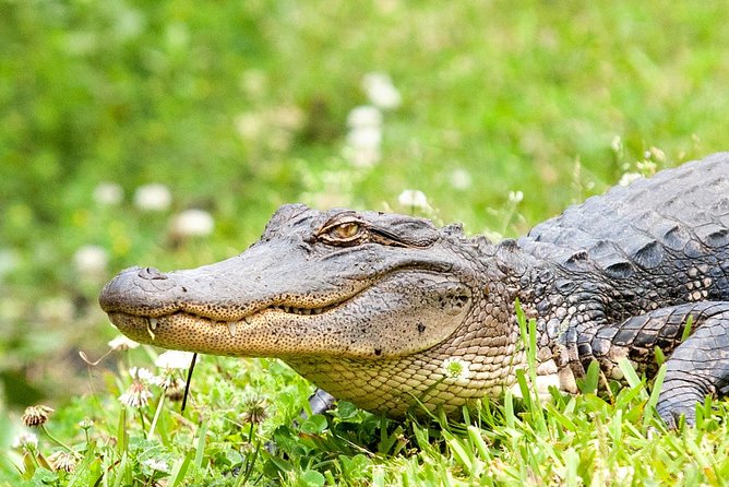 Large Airboat Ride With Transportation From New Orleans - Tour Overview