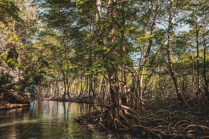 Los Haitises National Park Tour From Las Terrenas Or Samana (half Day Trip) Tour Overview