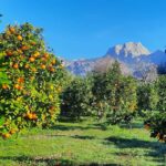 Mallorca: West Coast & Orange Valley Minibus Tour English Guide Scenic Drive And Panoramic Views