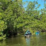 Marco Island: Mangrove Maze Kayak Tour (2hrs) Activity Overview