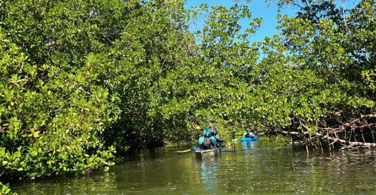 Marco Island: Mangrove Maze Kayak Tour (2hrs) Activity Overview