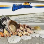 Marco Island Wildlife Sightseeing And Shelling Tour Tour Overview