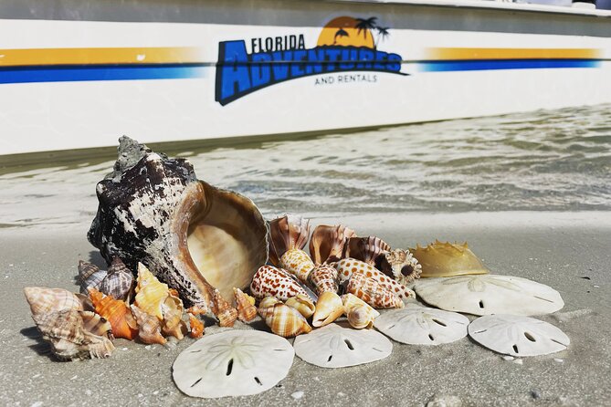 Marco Island Wildlife Sightseeing And Shelling Tour Tour Overview