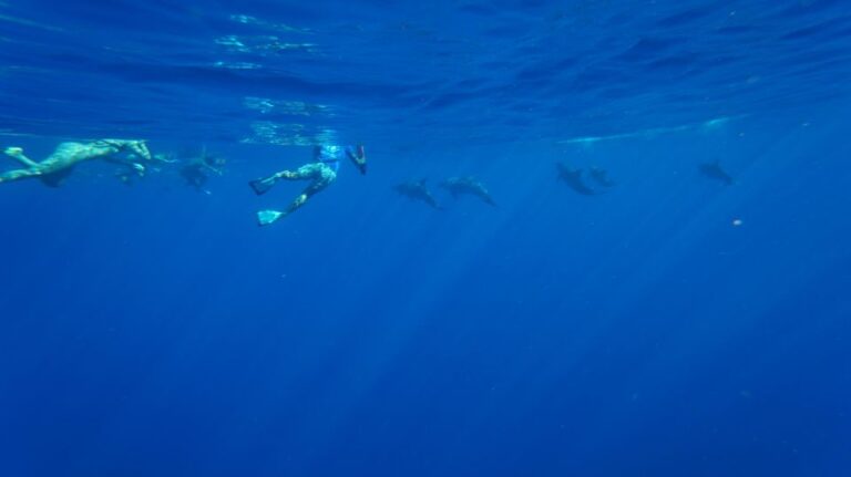 Oahu: Dolphin Swim And Snorkeling Speedboat Tour Tour Details