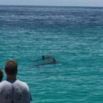 Panama City Beach: Dolphin Watching Trip By Catamaran Activity Overview And Pricing