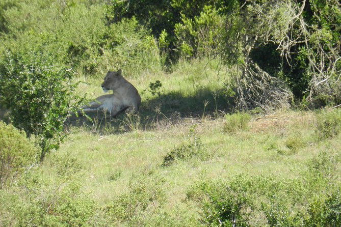 Port Elizabeth Shore Excursion: Addo Elephant Full Day Safari &BraaiLunch(BBQ) - Big 5 Wildlife Viewing