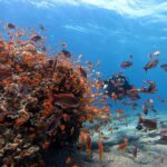 Private Diving Experience In The Heart Of Red Sea In Aqaba Overview Of The Experience