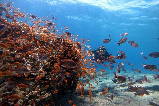 Private Diving Experience In The Heart Of Red Sea In Aqaba Overview Of The Experience