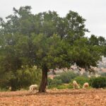 Private : Essaouira Day Trip From Marrakech Exploring The Historical Port