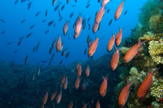 Snorkeling Tour Around the Isola Bella Nature Reserve - Tour Overview