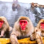 Snow Monkeys Zenkoji Temple One Day Private Sightseeing Tour Pricing And Availability