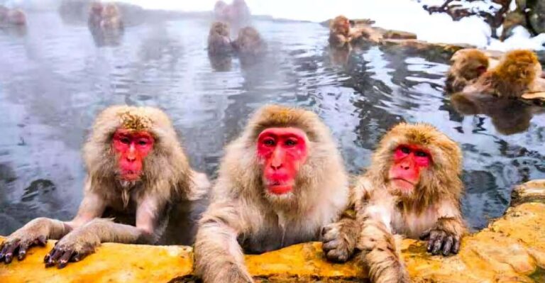 Snow Monkeys Zenkoji Temple One Day Private Sightseeing Tour Pricing And Availability