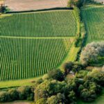 Sussex Vineyard Tour Tour Overview