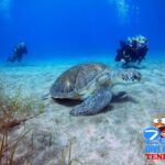 Tenerife: Abades Beach Beginner Diving Experience Activity Overview