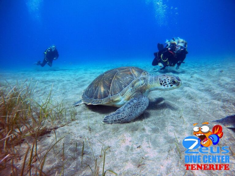 Tenerife: Abades Beach Beginner Diving Experience Activity Overview