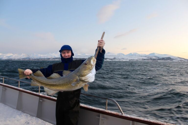 Tromsø: Arctic Fishing & Seafood Fjord Cruise On Luxury Yacht Activity Details