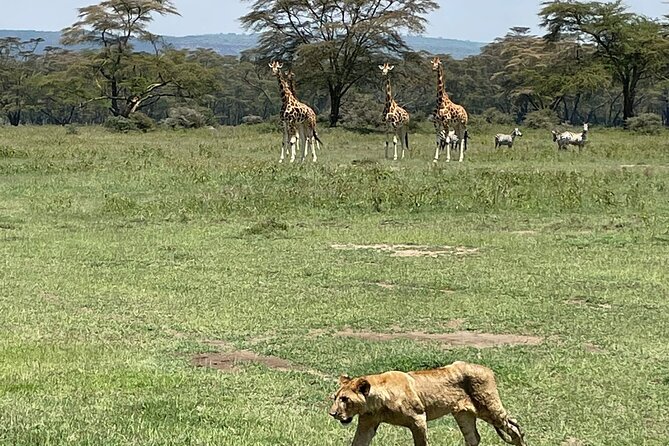 4 Days Masai Mara and Lake Nakuru Mid-Luxury Safari - Safari Experience Overview