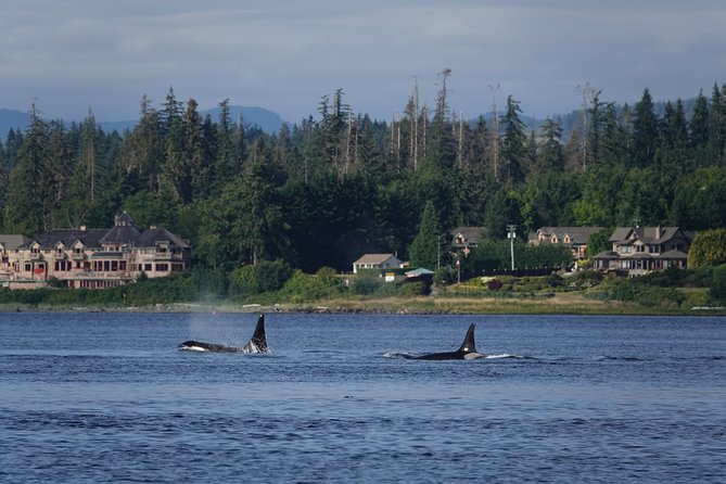 4 Hour Covered Boat Whale and Wildlife Tour - Inclusions