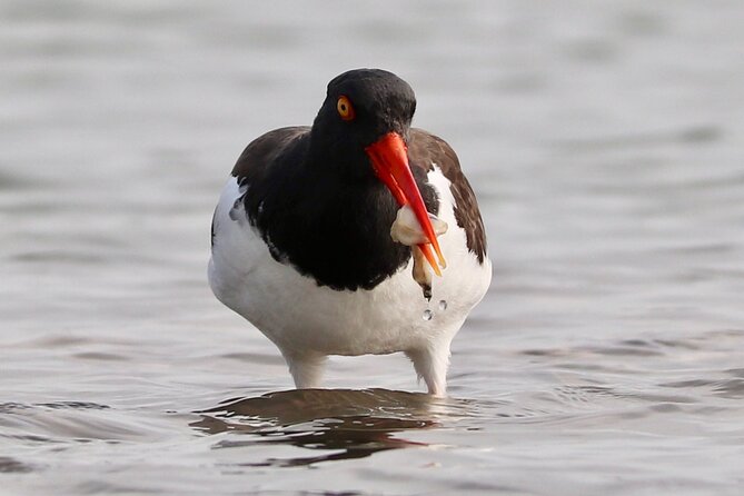 Charleston Eco Boat Cruise With Stop at Morris Island Lighthouse - Opportunities to Spot Local Wildlife