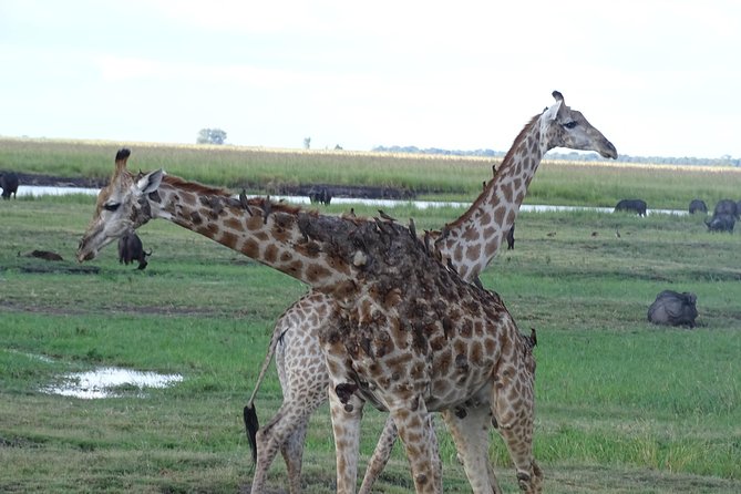 Chobe Safari Experience Day Trip - Tour Inclusions