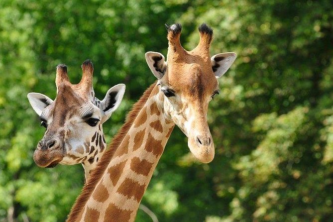 Day Tour to Giraffe Center and Karen Blixen Nairobi - Inclusions