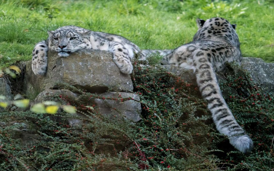 Dublin Zoo Skip-the-line Tickets and Private Transfers - Experience Highlights