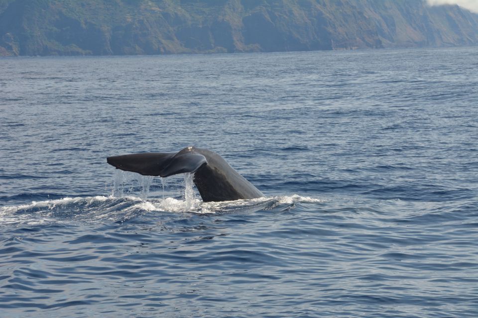 From Porto Moniz: Whale and Dolphin Watching Tour in Madeira - Experience Highlights