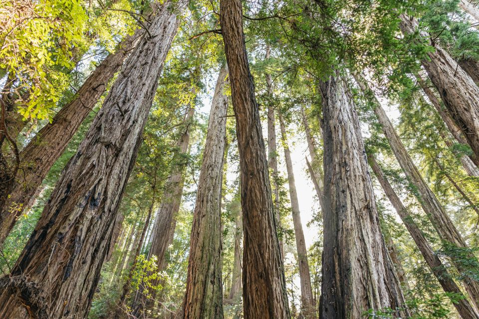 From San Francisco: Muir Woods National Monument Guided Tour - Itinerary and Highlights