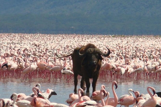 Full Day Lake Nakuru Park and Optional Boat Ride on Lake Naivasha - Visiting Lake Nakuru National Park