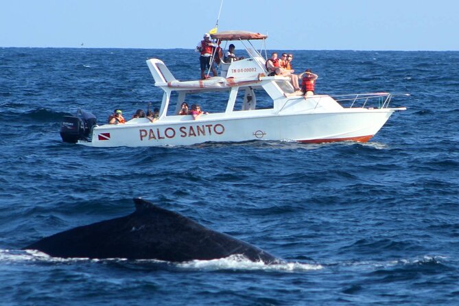 Full-Day Whale Watching Tour in Samana Bay From Punta Cana - Meeting and Pickup