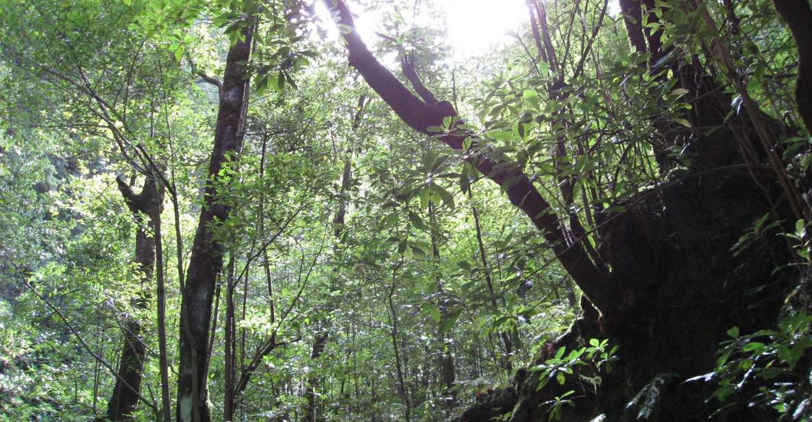 Hidden Corners, the Kings Levada Full Day Hike - Experience & Highlights