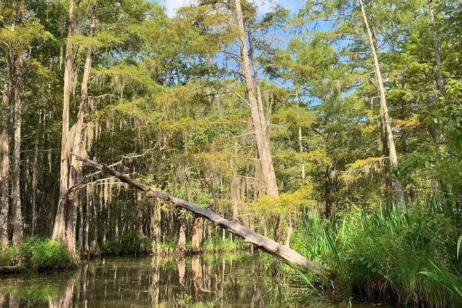 Honey Island Swamp Boat Tour - Wildlife and Ecosystem