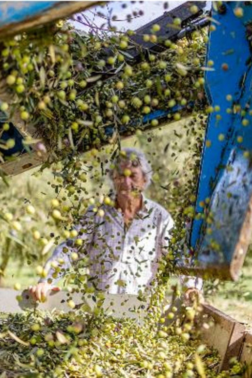 Mallorca: Bodega & Olives Minibus Tour With Tastings GERMAN - Itinerary and Locations