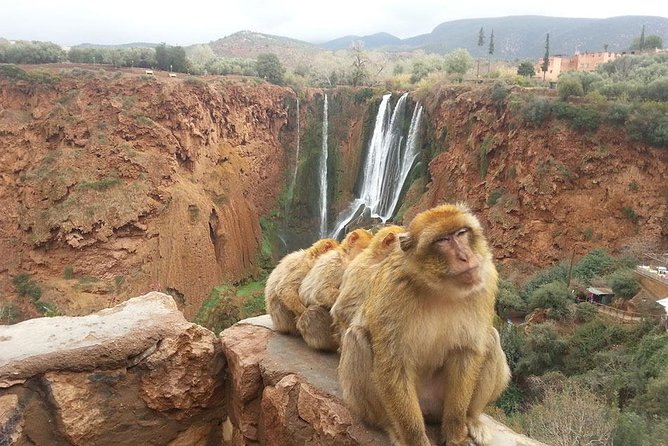 Marrakech to Waterfalls Ouzoud Day Trip - Barbary Ape Sightings