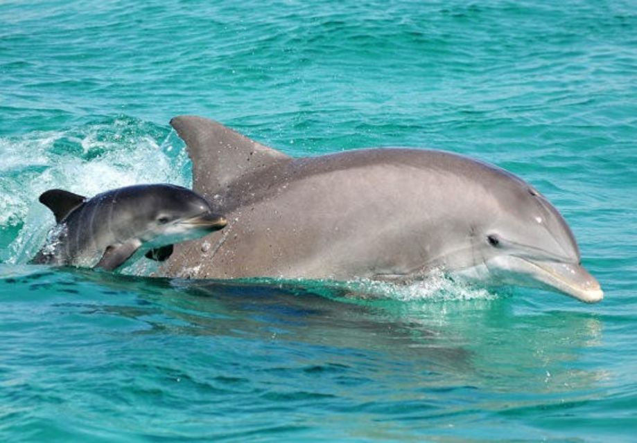 Panama City Beach: Dolphin Watching Trip by Catamaran - Highlights of the Experience