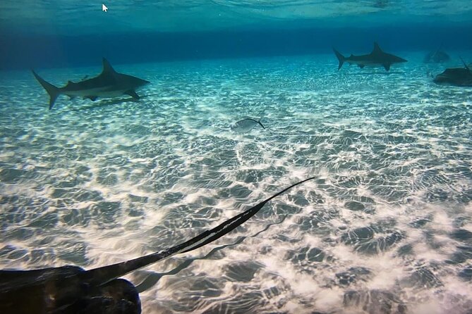 Private Half-Day Charter to Stingray City, Starfish Point and Snorkeling Tour - Meeting and Pickup Locations