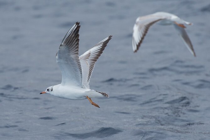 Whale and Dolphin Watching in Tenerife With Snorkeling - Participation Requirements