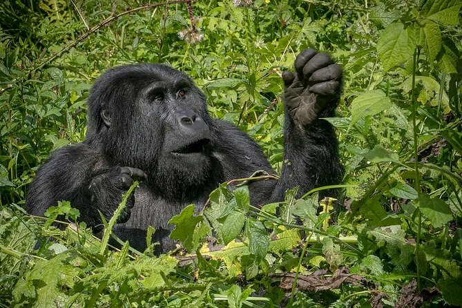 13 Day Uganda Safari With Gorillas, Chimps & Tree Climbing Lions - Tree-Climbing Lions Exploration