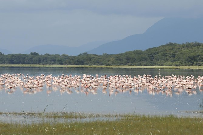 4 Days Safari in Tanzania - African Wildlife Encounters