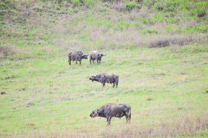 4 Days Serengeti & Ngorongoro Mid Range Tour - Pickup Information