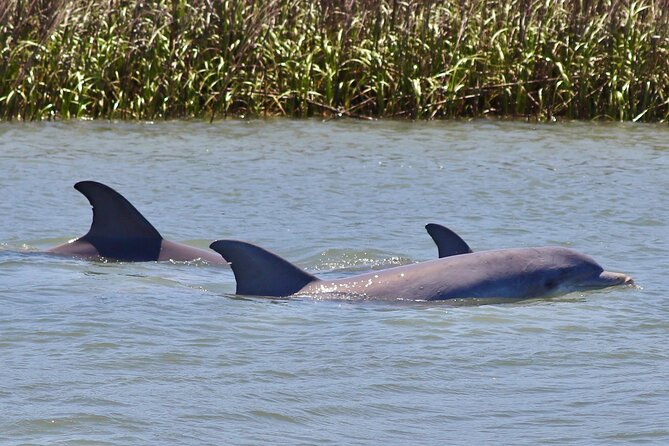 Charleston Eco Boat Cruise With Stop at Morris Island Lighthouse - Exploring the Lowcountry Tidal Creeks