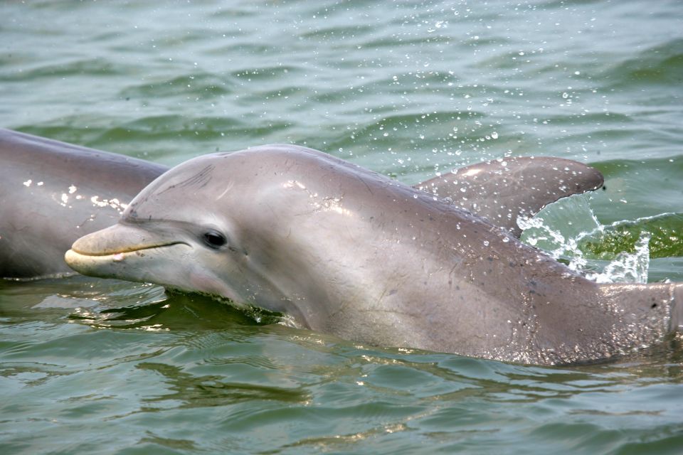 Charleston: Schooner Sailing Harbor Tour & Dolphin Watch - Tour Details